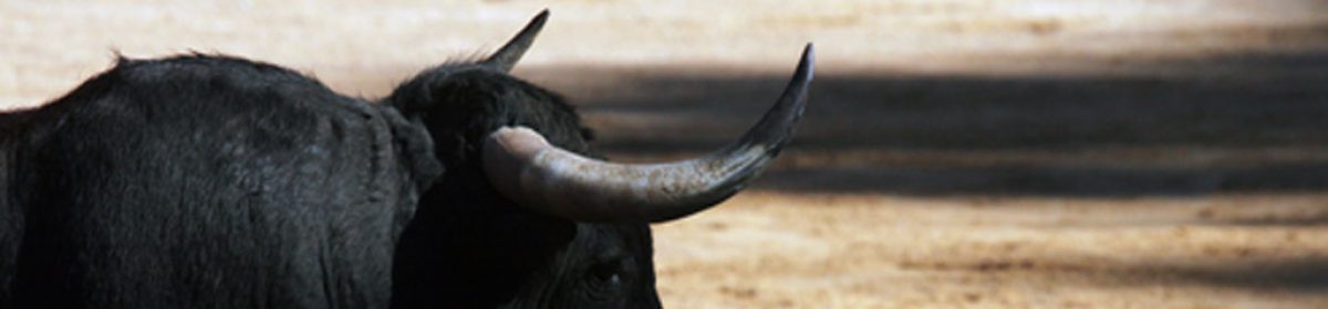 The Bulls Of Pamplona